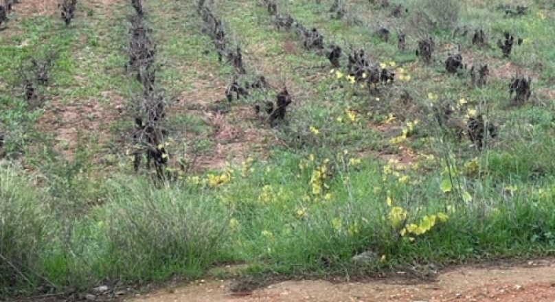 ΑΡΤΕΜΙΔΑ ΟΙΚΟΠΕΔΟ 1450ΤΜ